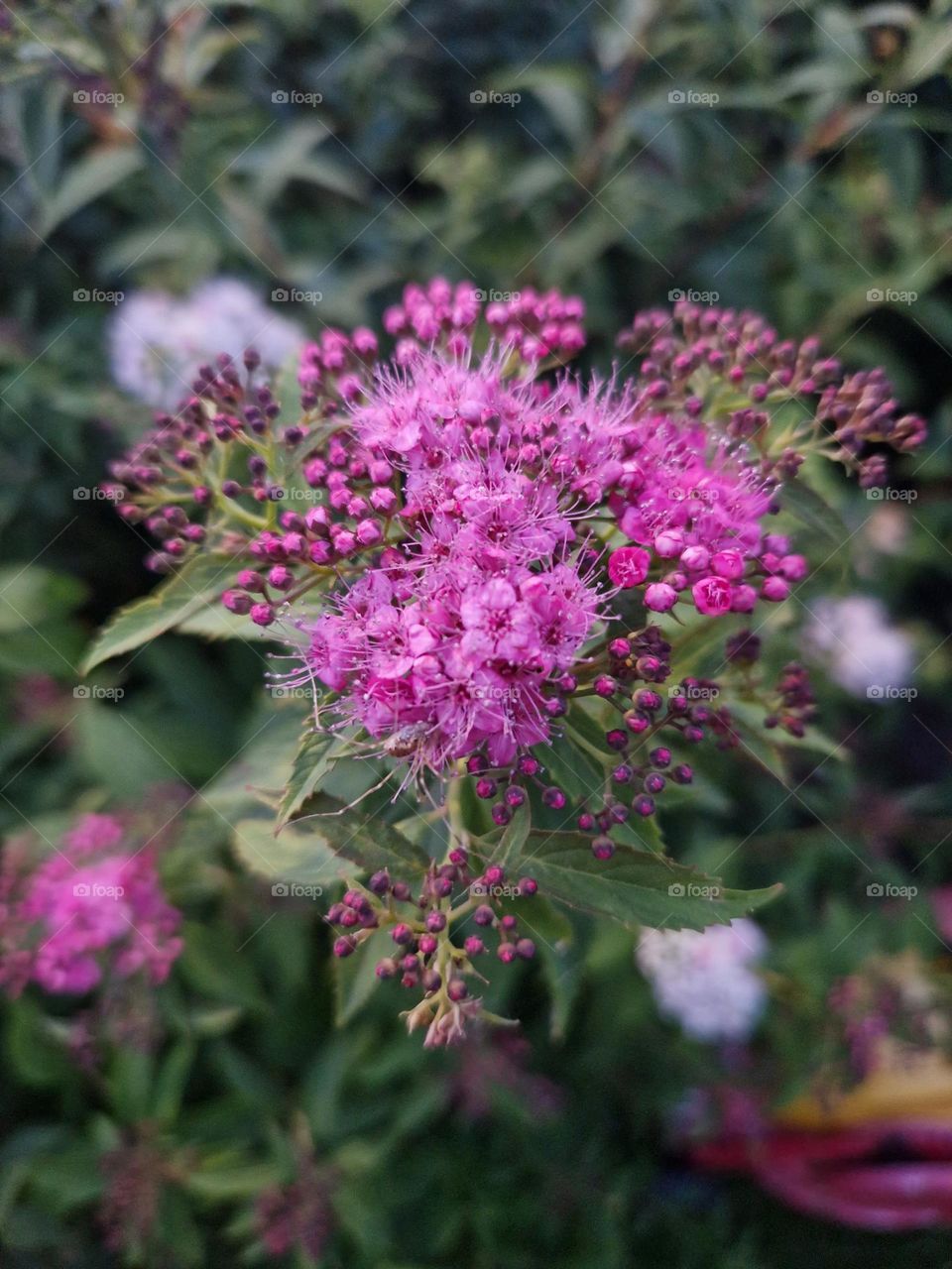 The Japanese spirea is a plant that belongs to the rose family. By foap