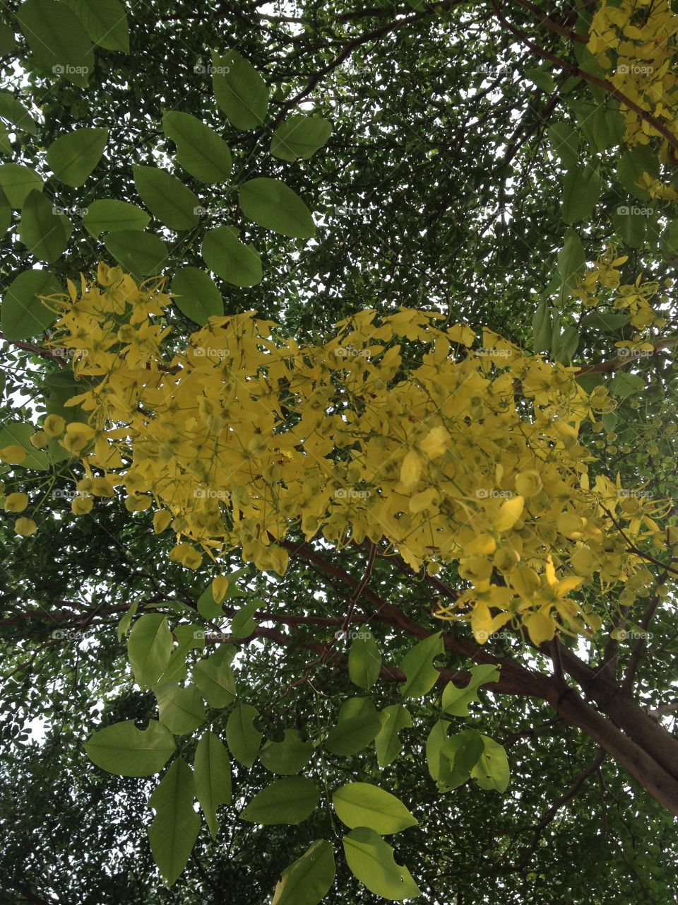 Cassia fistula, golden tree, National Thailand Tree.