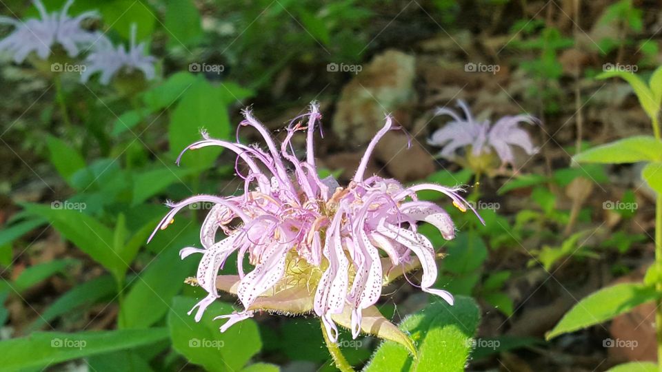 Bee Balm