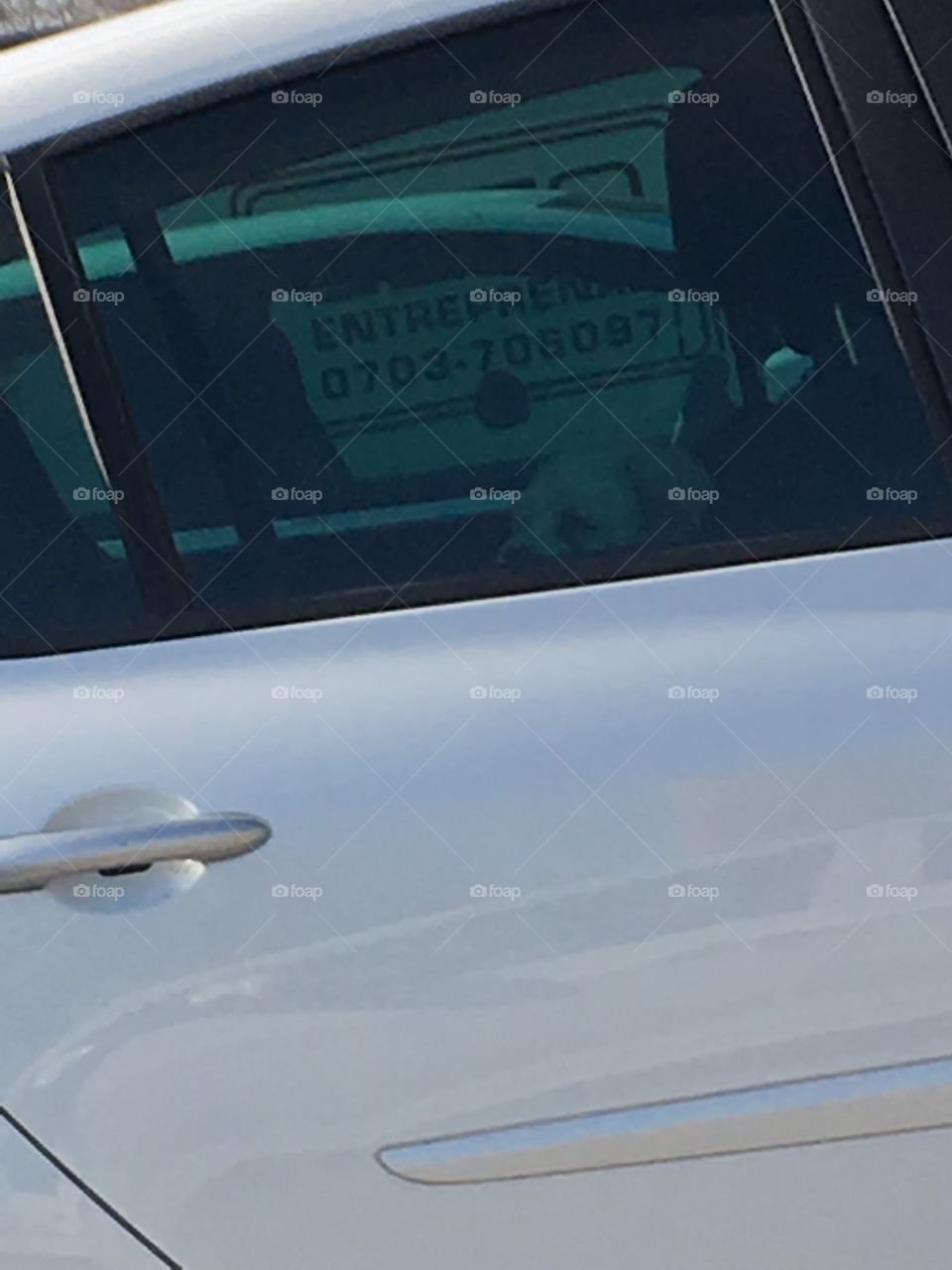 Little dog in the car