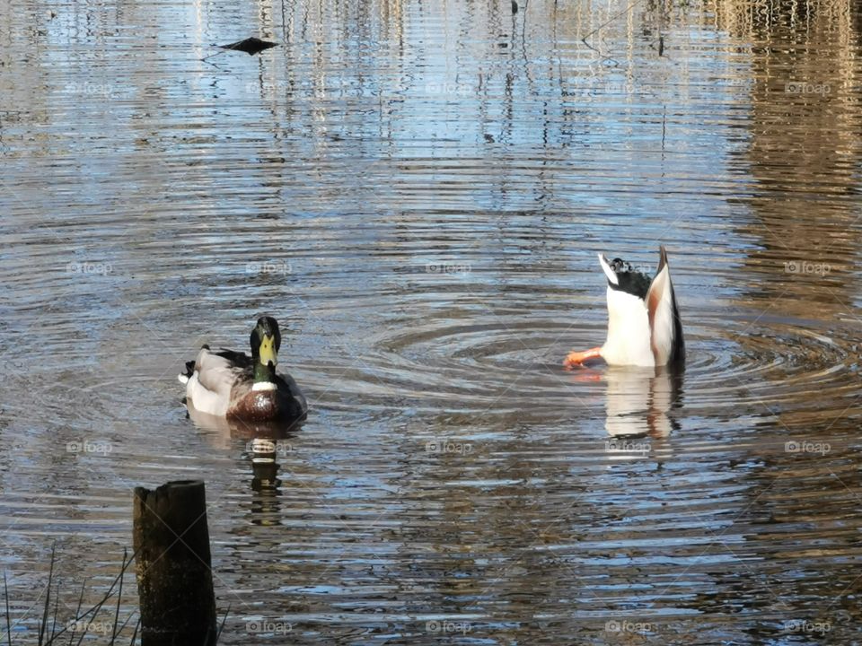 Two male mallards in close proximity swimming on a pool in Upton Country Park with one head down in the water