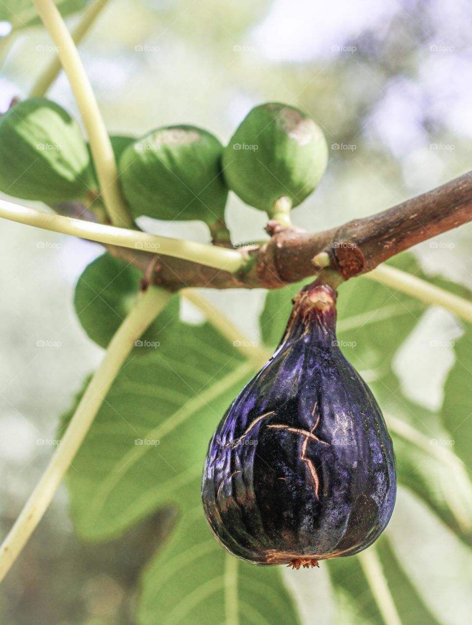 One ripe purple fig hanging from the tree, in contrast to the smaller green ones behind it.