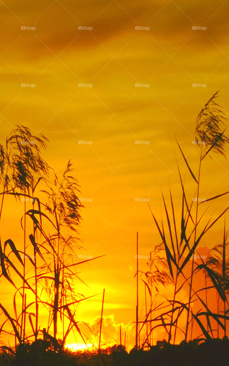 Silhouette of crop during sunset