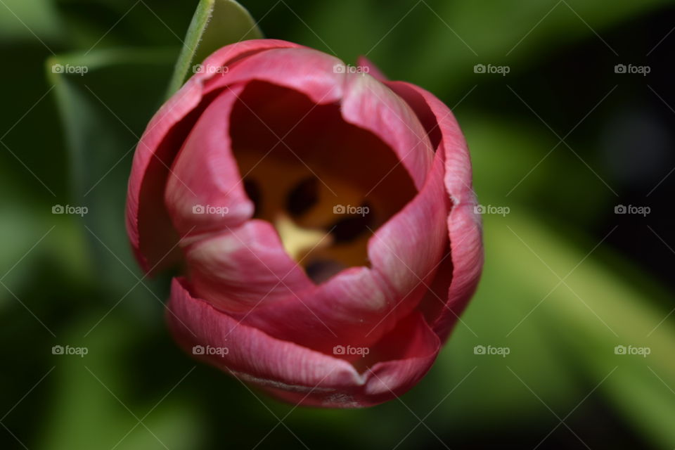 tulip , nature flower , naturephotography , colorful , tulipan , botanic