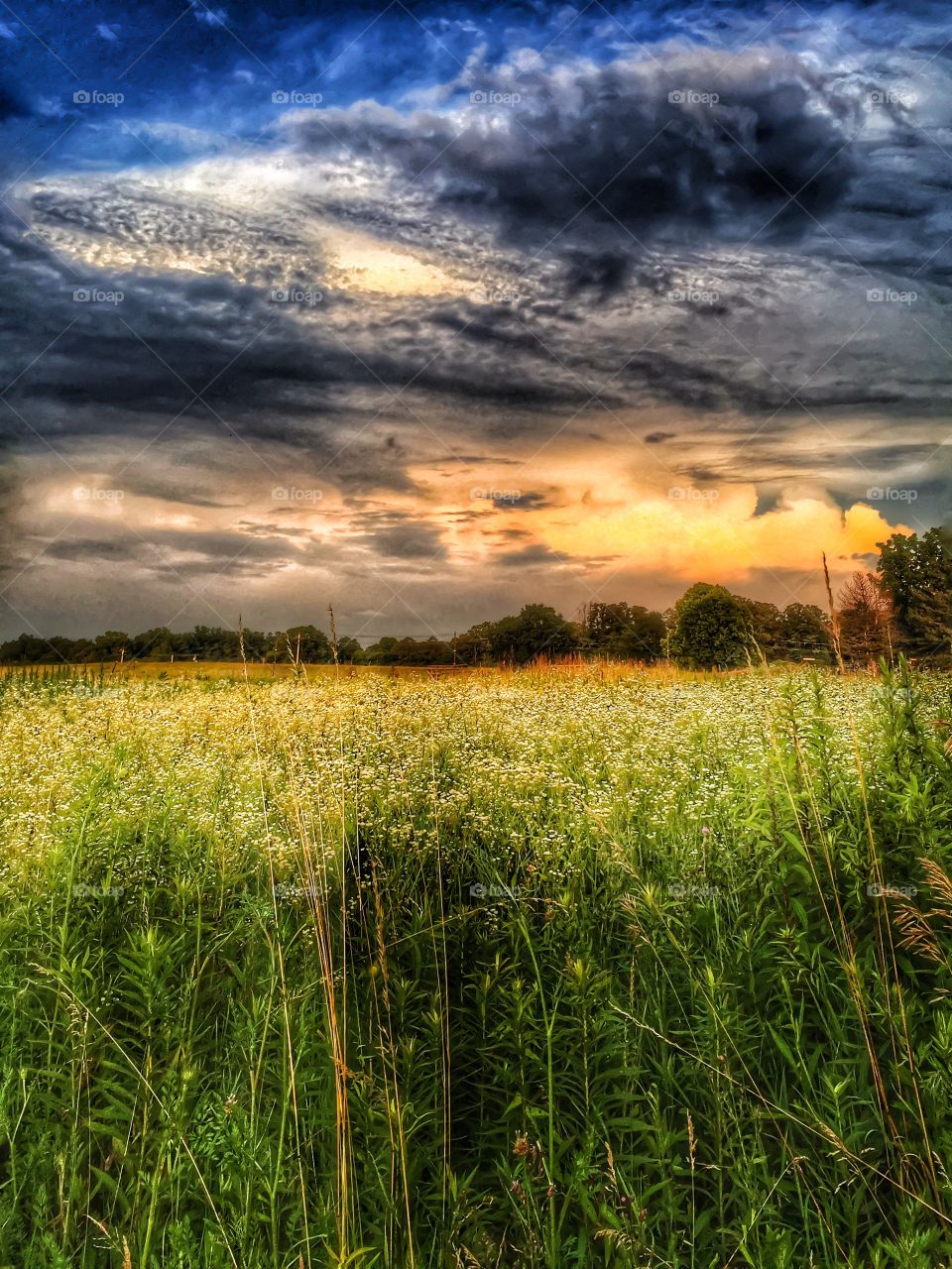 Sunrise over the waving meadow