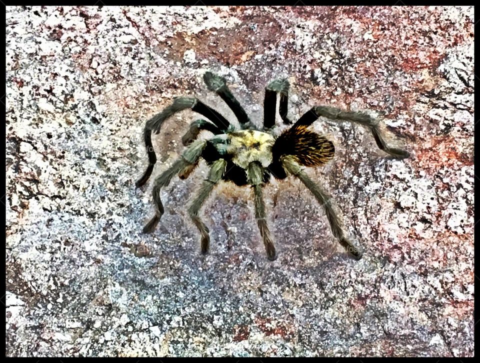 Tarantula
Gold Strike Hot Springs