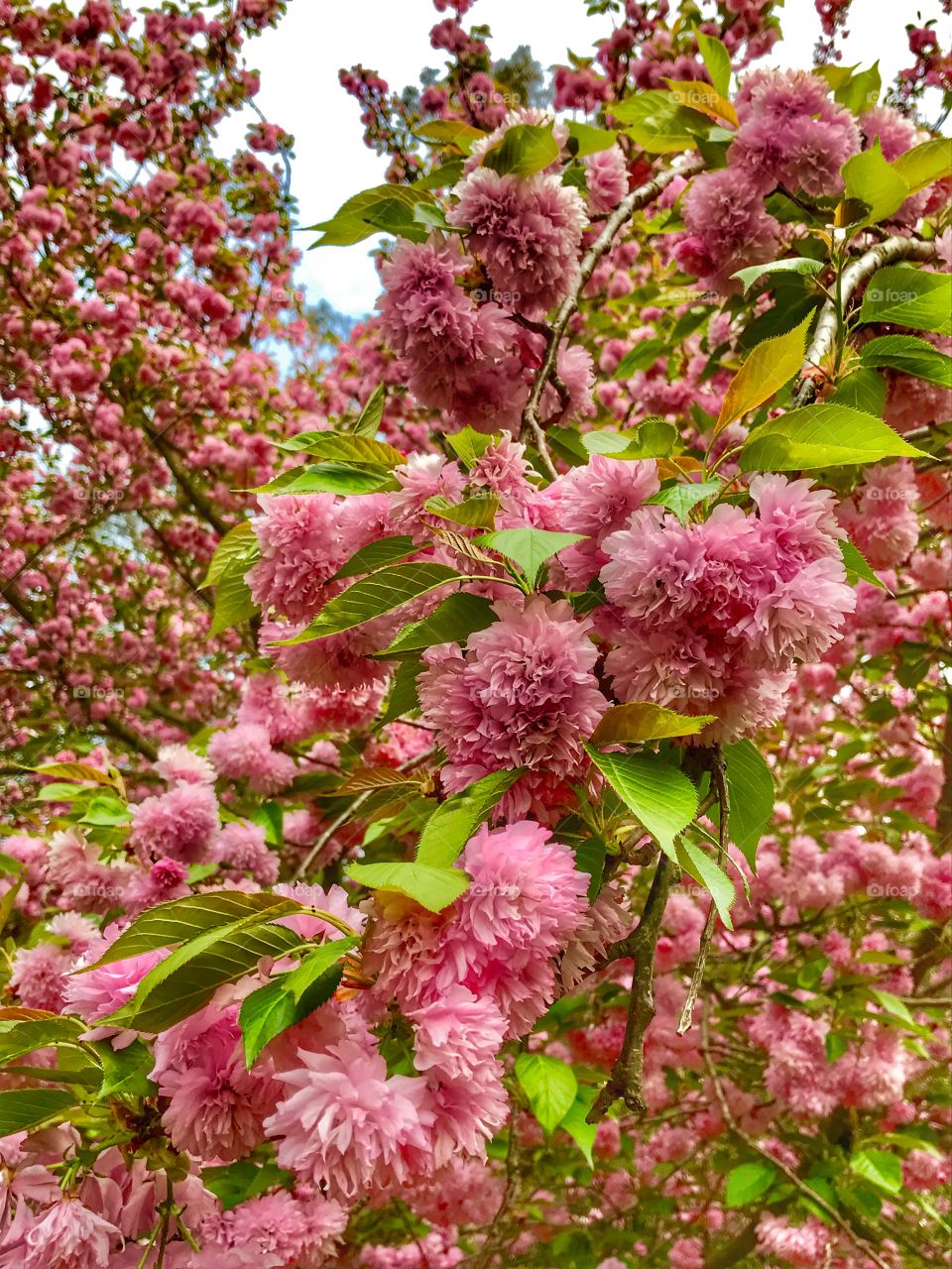 Blooming trees