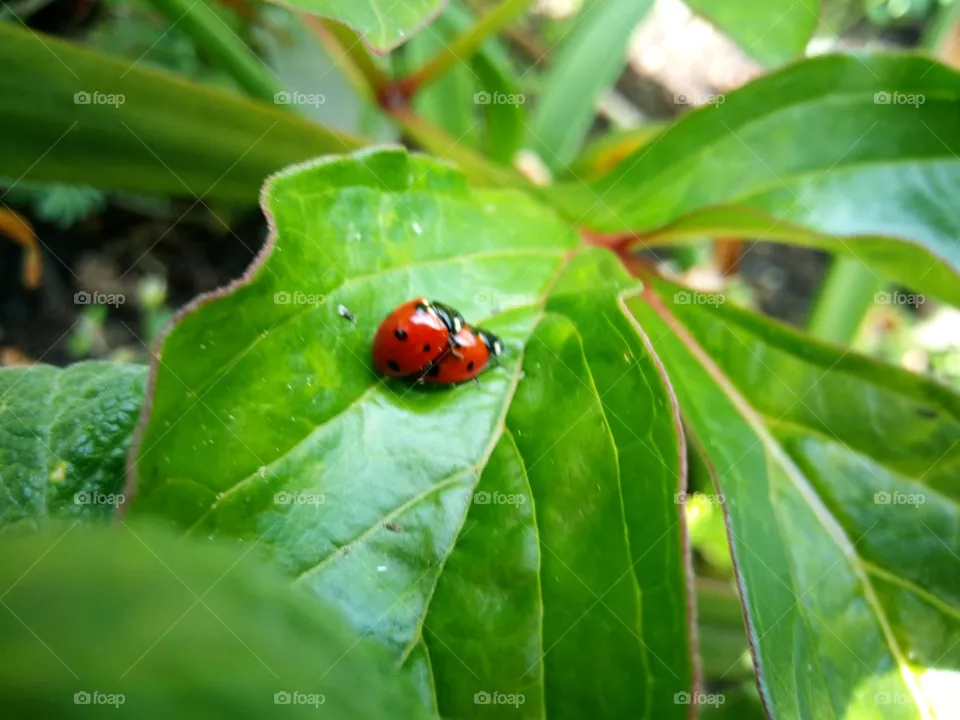 ladybug