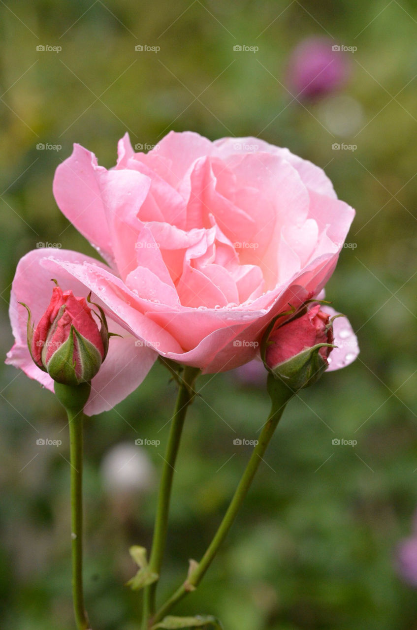 pink flower rose stem by gp56