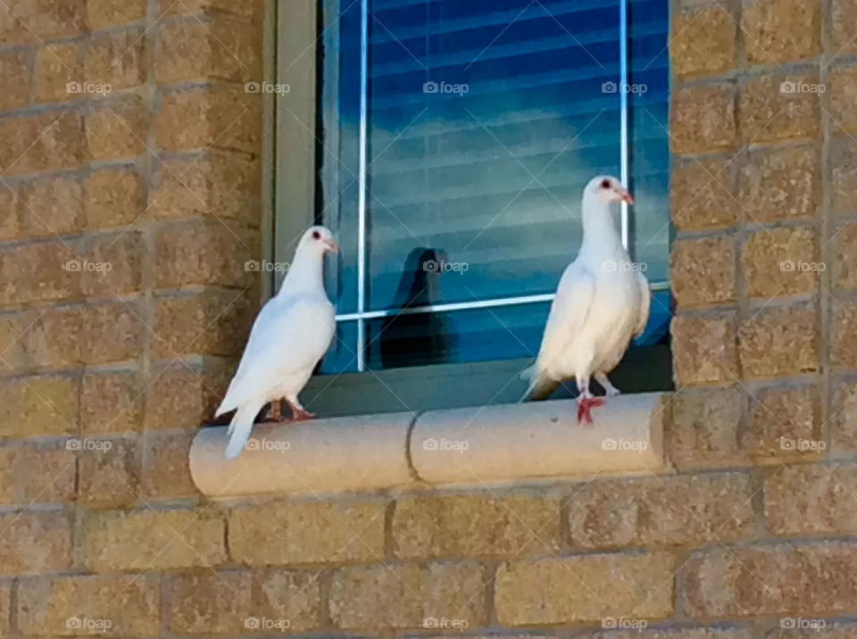 bird