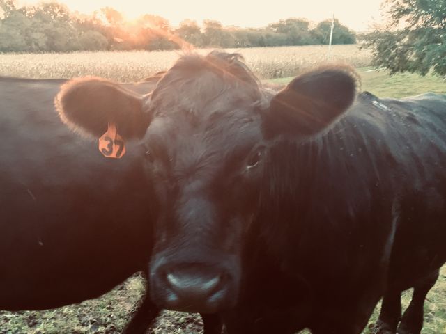 A black steer looking at the camera with a blurred cornfield ready for harvest in the background, sunlight streaming over trees in the distance 