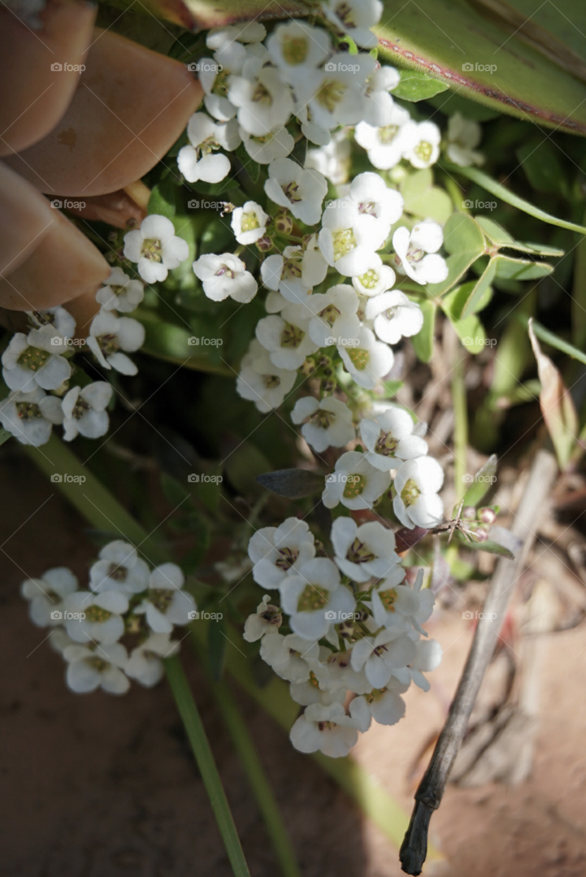 Sweet Alison 
Spring
California Flowers