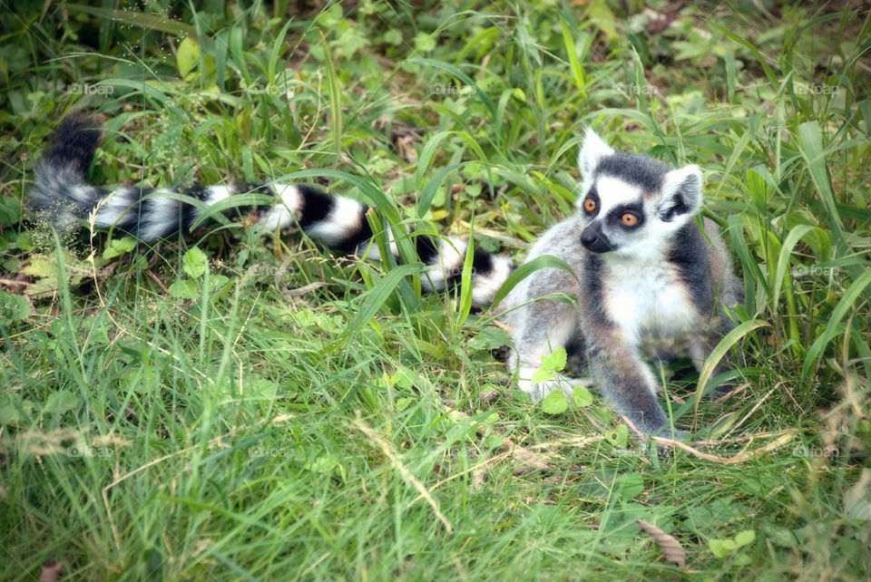 baby animal cute zoo by jbdc