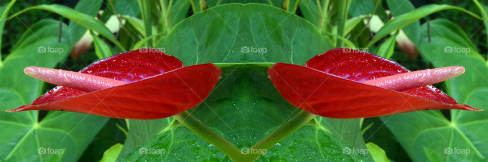 flowrrs close-up magic