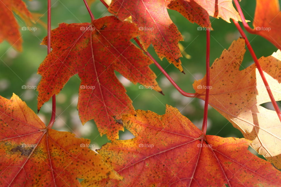 Rich autumn foliage colors