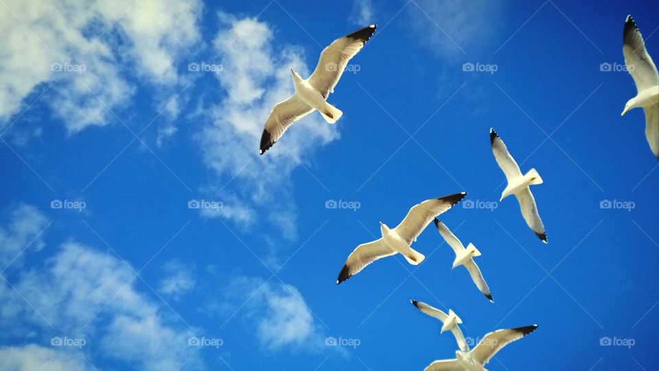 birds sky