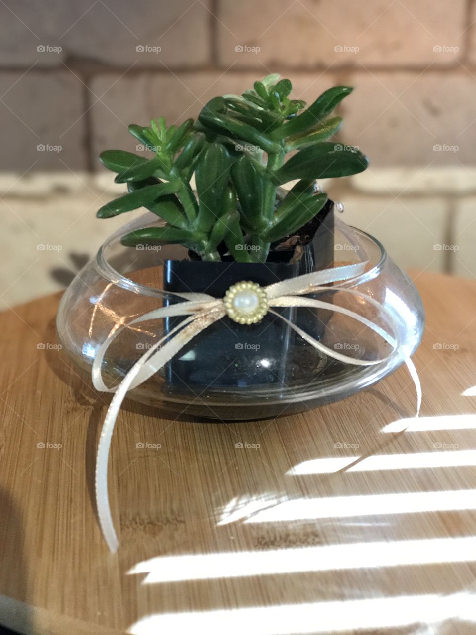 Succulent Minimalistic Snap