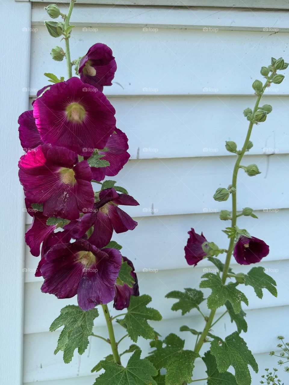 Em frente a uma janela fechada galhos de flores pink com miolo amarelo. Presença de folhas nos galhos.