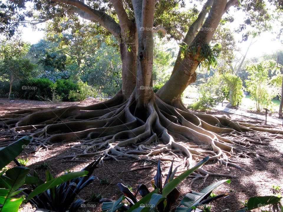 Tree roots