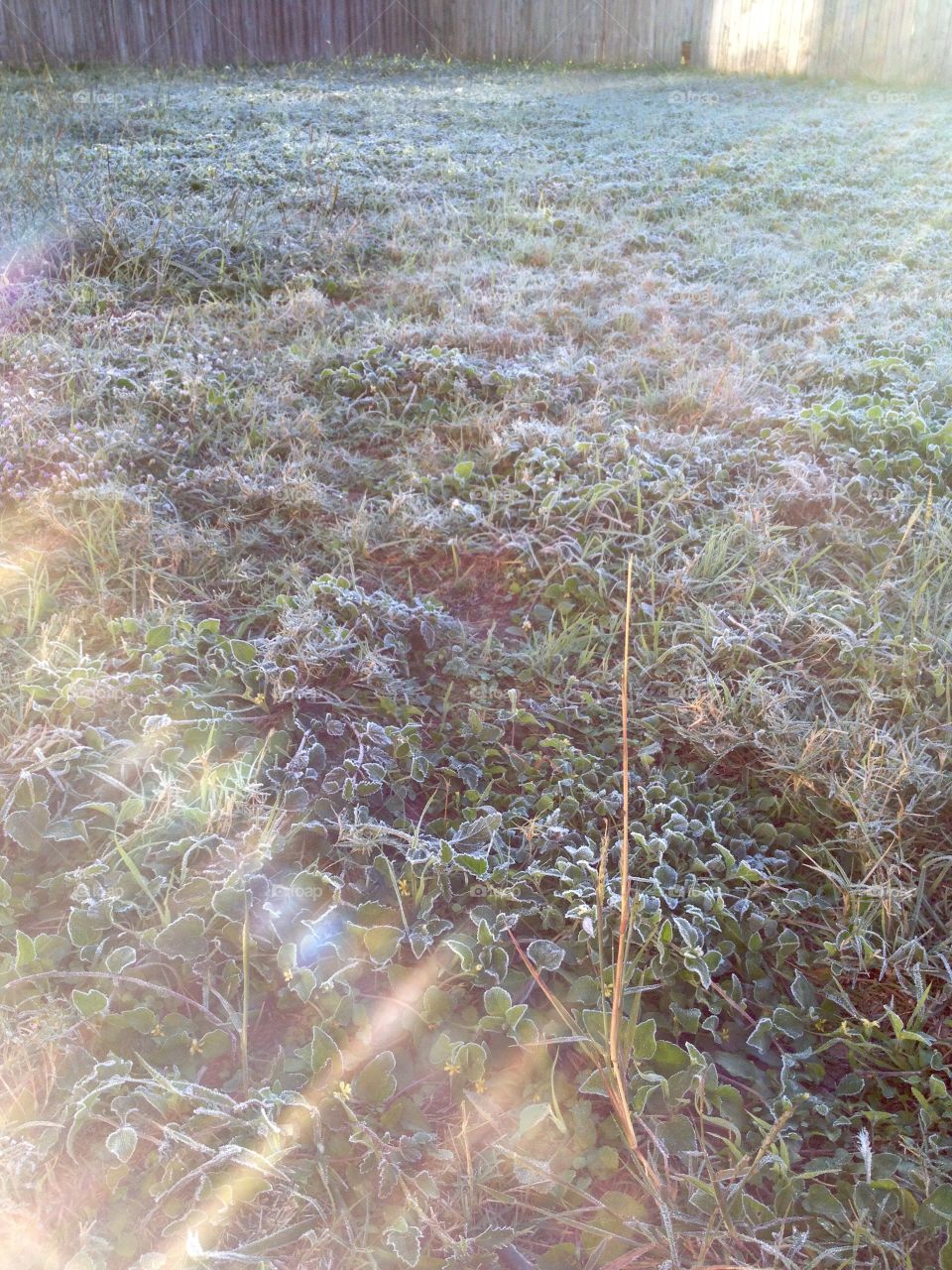 Morning frost