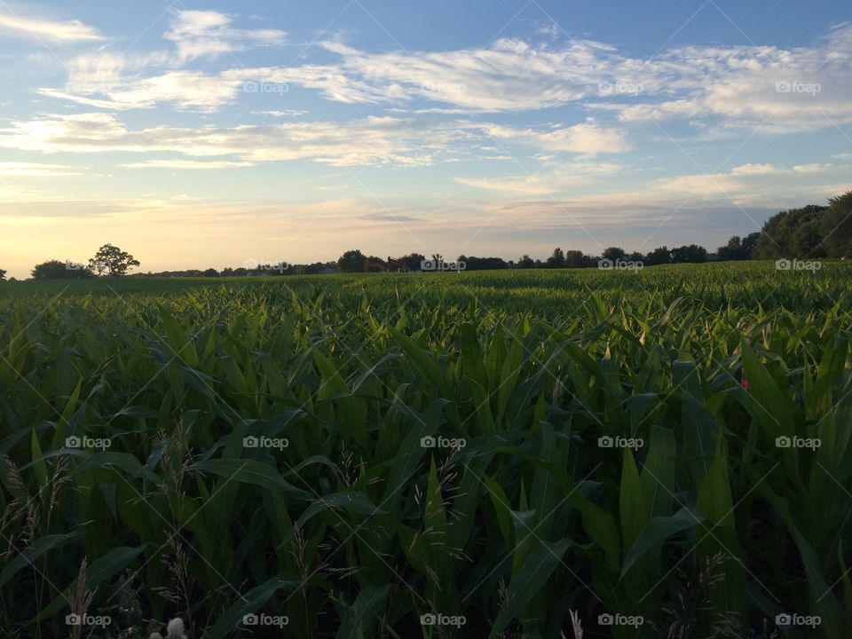 Iowa corn in the evening 