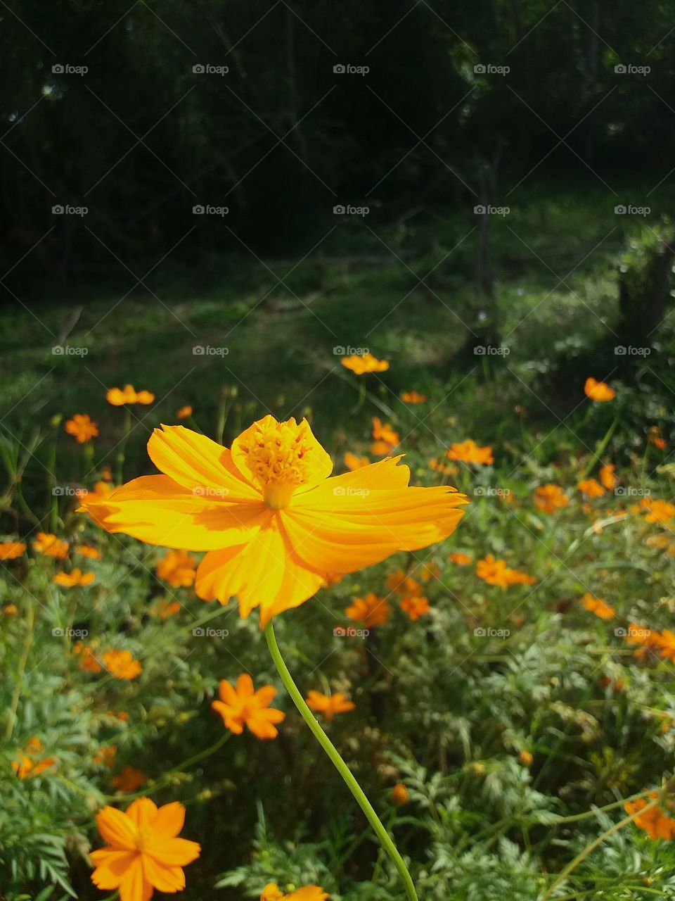 Bright orange Flower