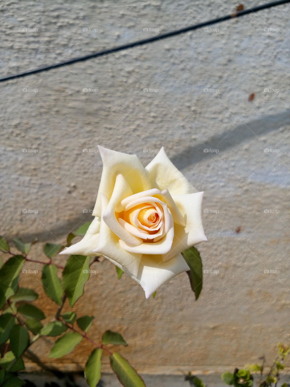 White Rose