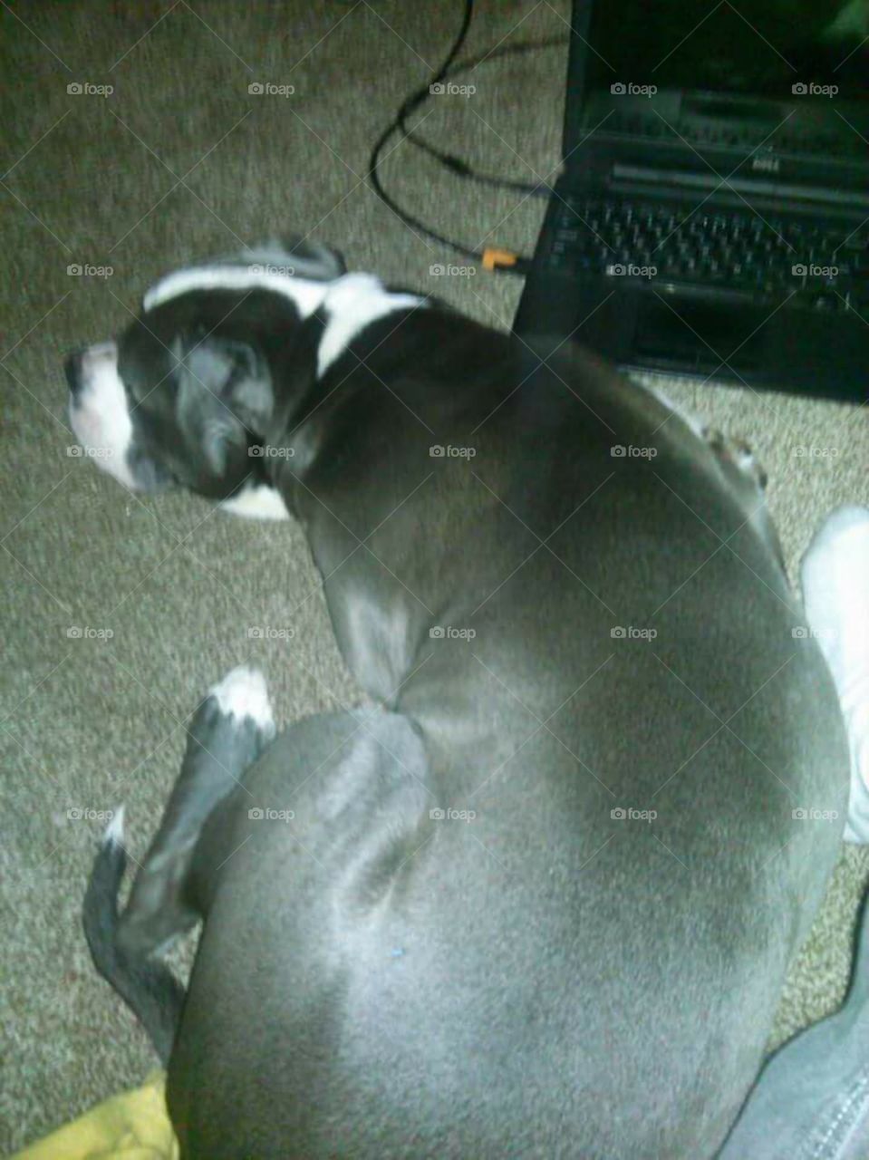 sleeping pitbull