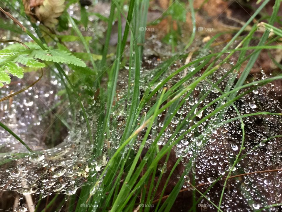 Spider house dew 2