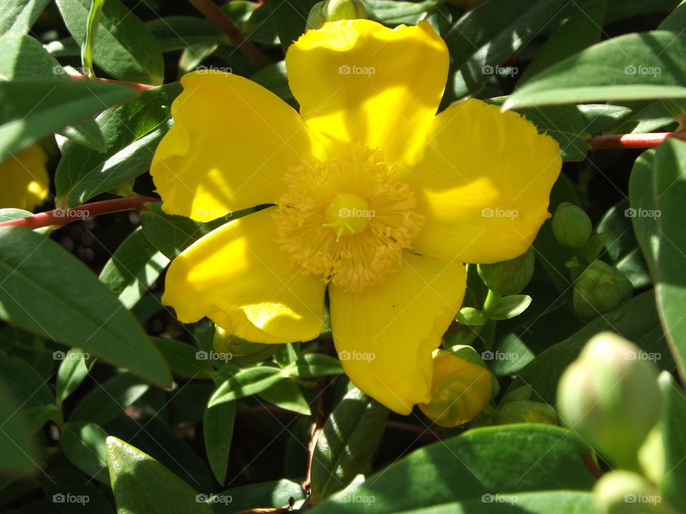 Yellow Rose Of Sharon Flower