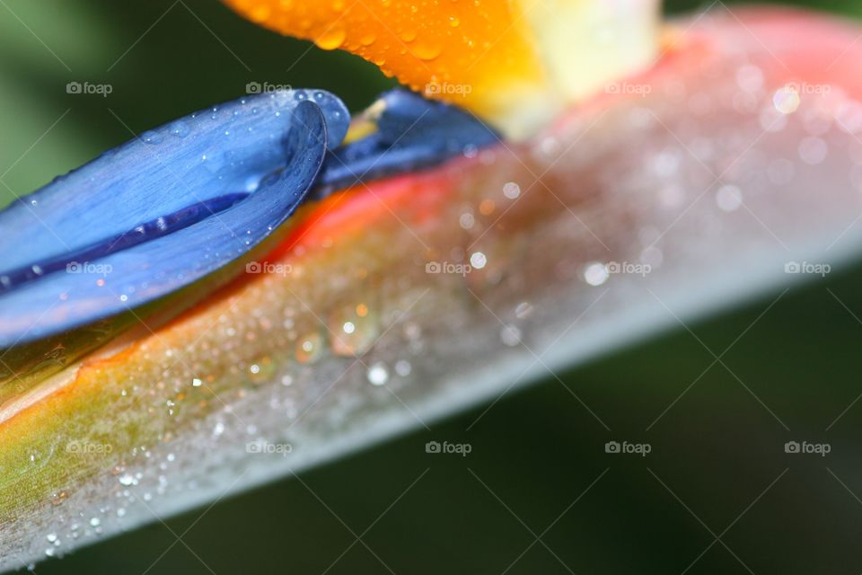 I love how exotic the Bird of Paradise is, and macro shots of it, after the rain give the flower a surreal quality
