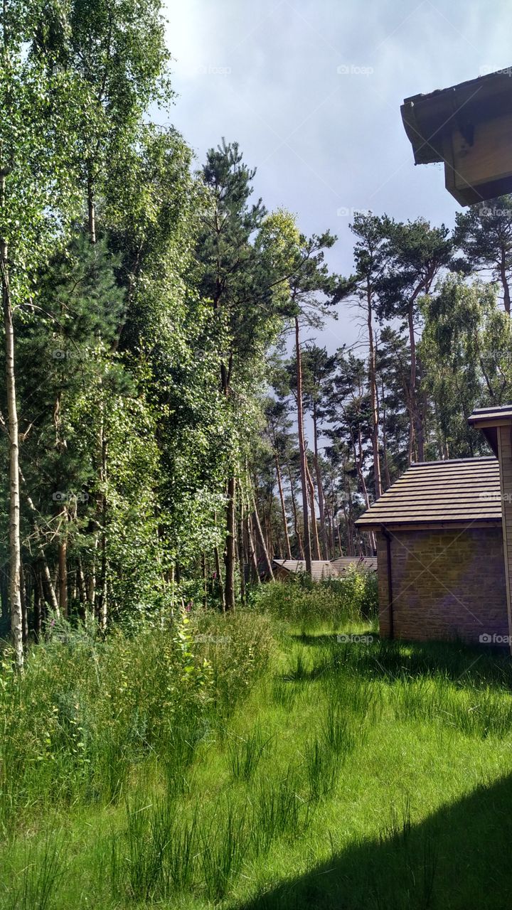 Wood, No Person, Tree, Nature, Outdoors