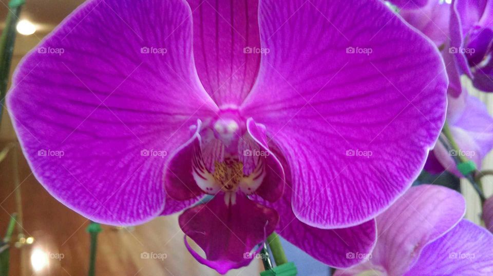 Moth orchids have many different shade but this are one of purple shade, the purple orchids, Thai orchids.