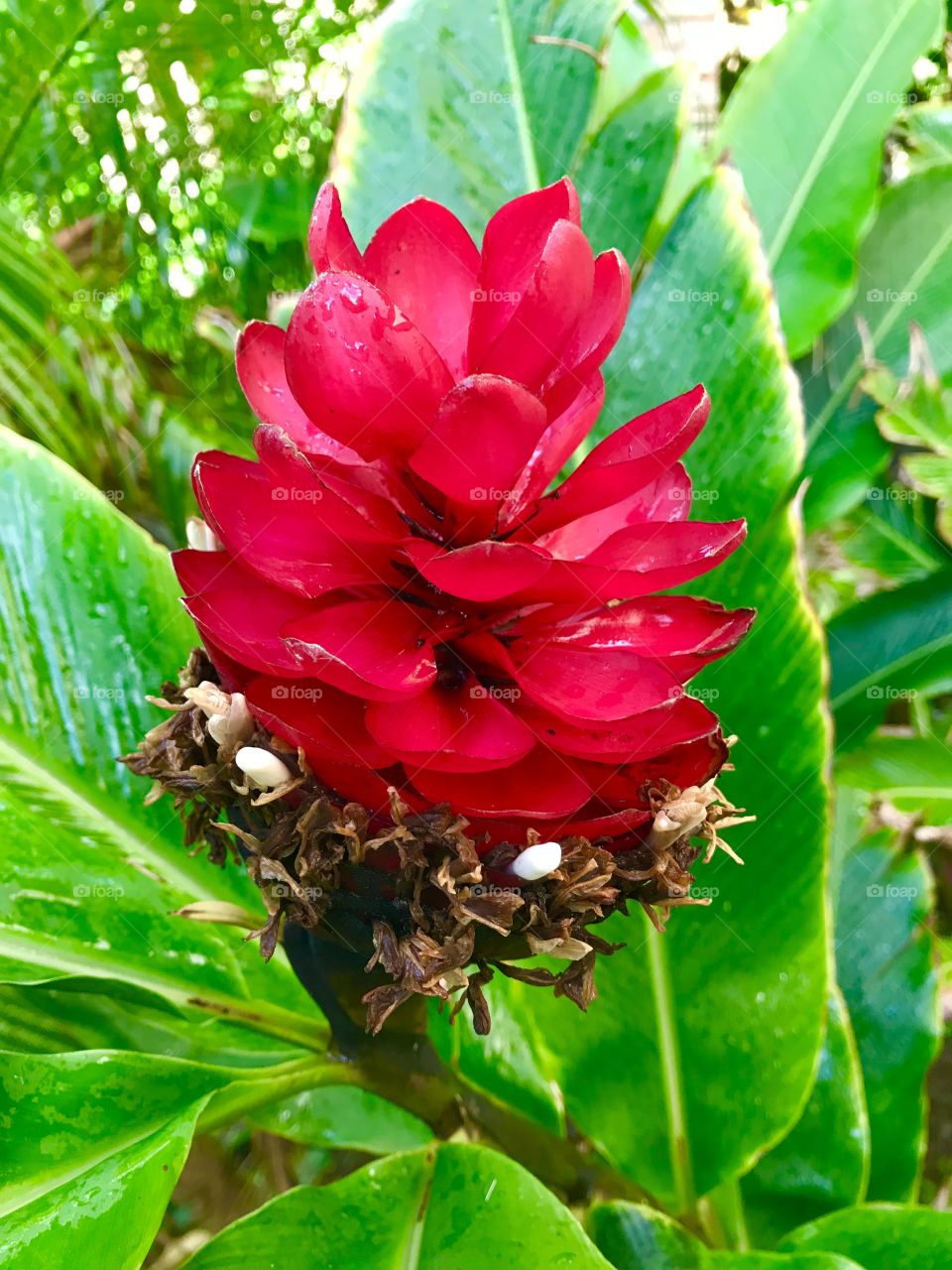 Flower that looks like a pinecone 