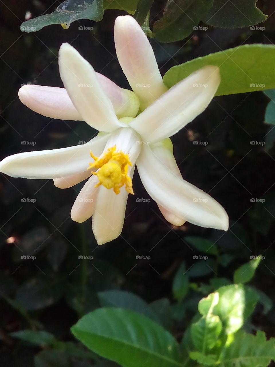 Lemon flower.it is white.it has sweet smile.