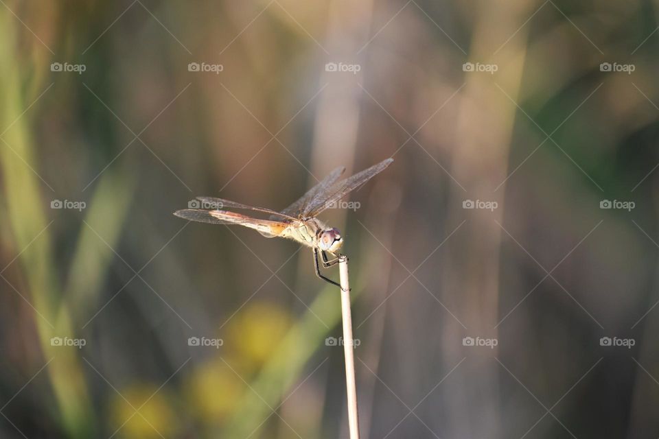 Close up of dragonfly