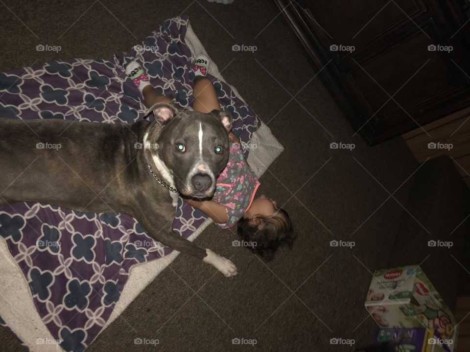 Handsome pit bull puppy being a nanny to his sister