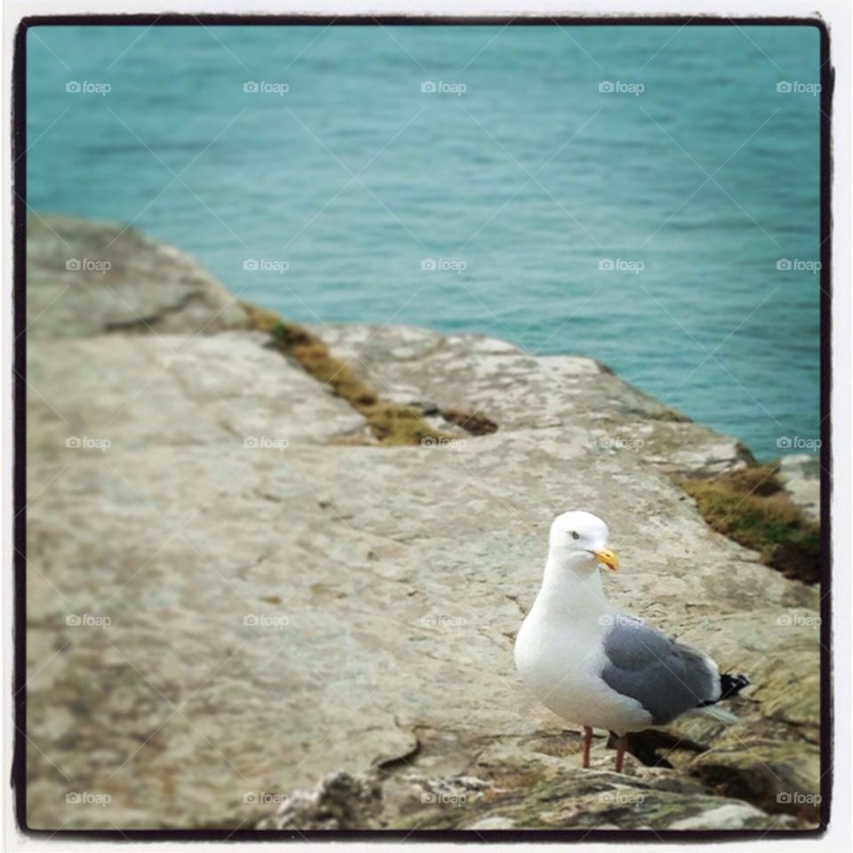 seagull life