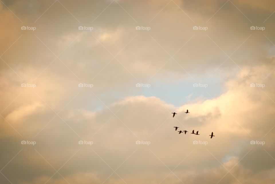 Birds flying on dramatic sky