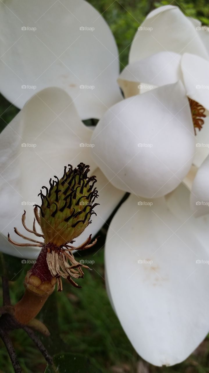 magnolia 4