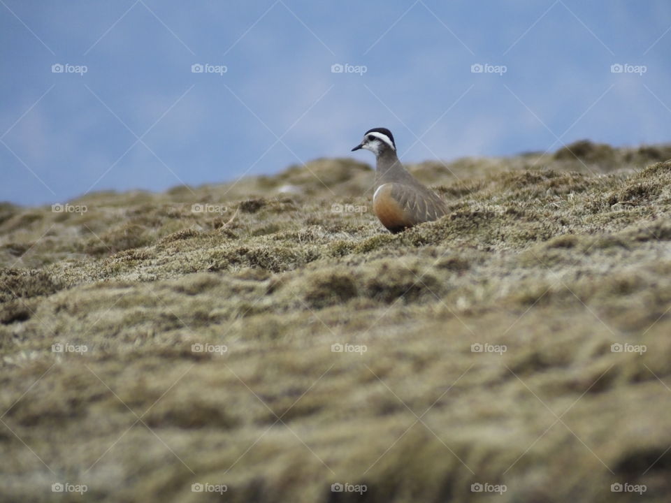 Dotterel bird in Scottish highlands 