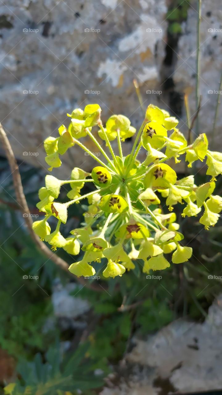 crete wildflower