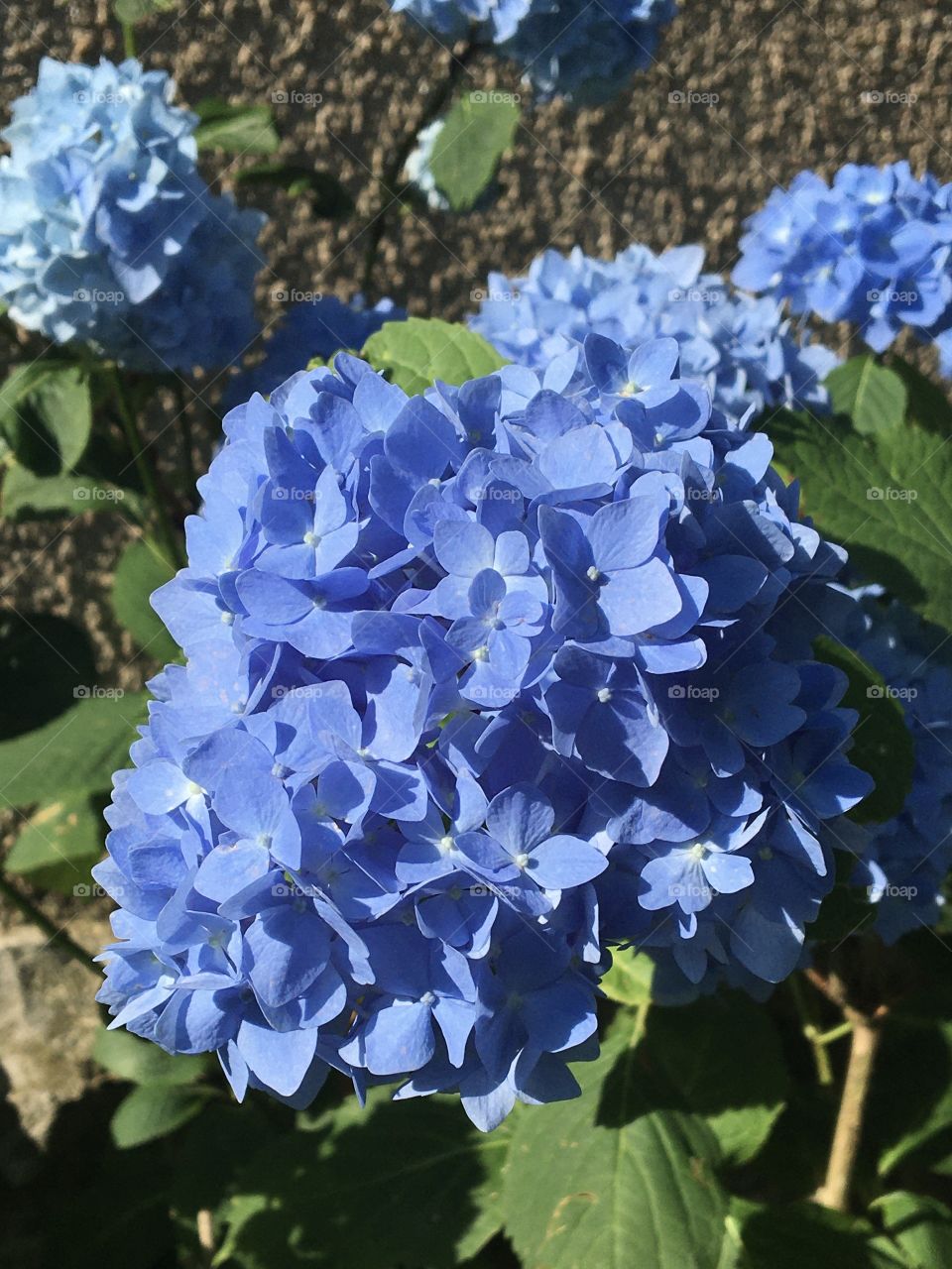 Full blooming of completely blue hydrangeas 
