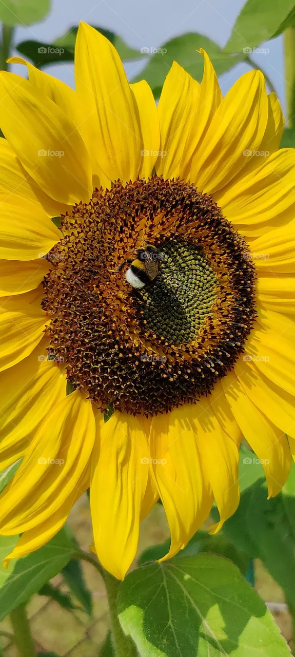 sunflower