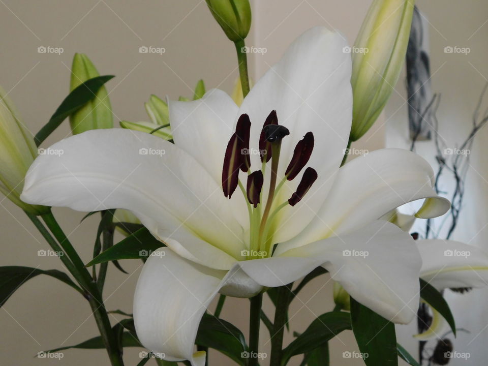 Oriental Lily 
