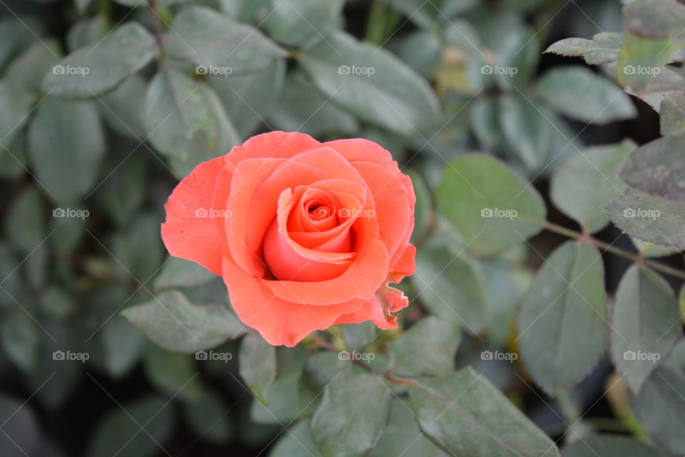 lovely rose flower