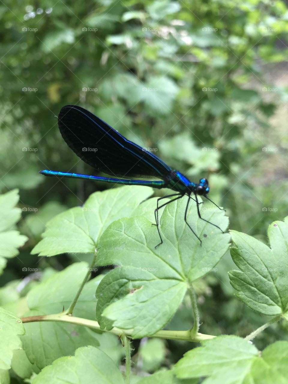 Blue dragonfly by the creek
