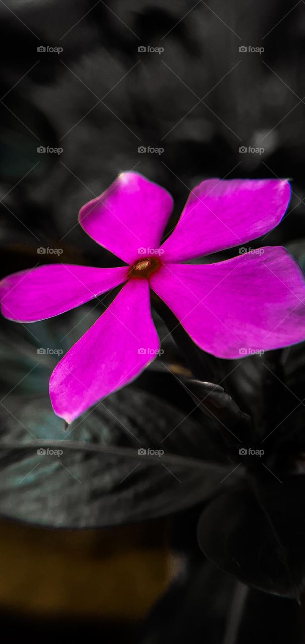 beautiful flower with black background 🌺