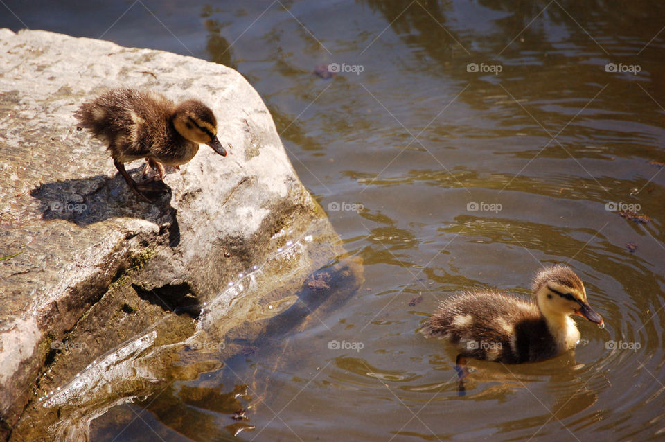 Ducklings swimming