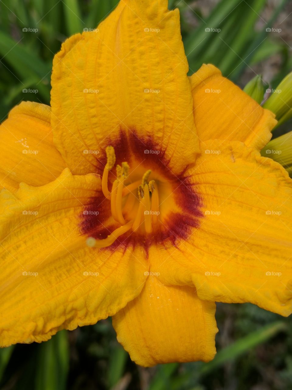 lovely orange day Lily close up
